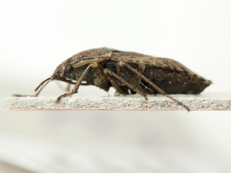 Emblethis griseus (Wolff, 1802)